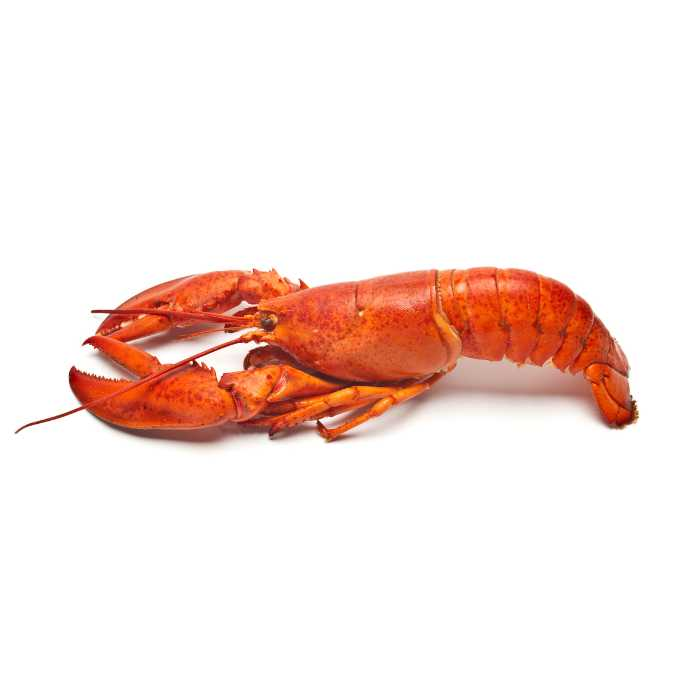 Red Lobster