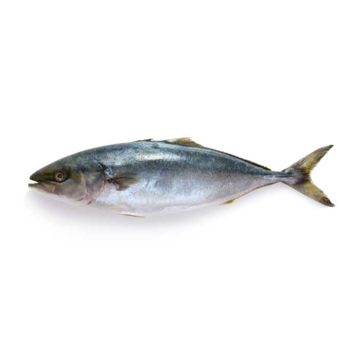 Tuna
